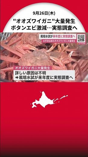 「メカニズムの究明につなげたい」噴火湾などで大量発生 “オオズワイガニ”実態調査へ…エビかご漁なのに『ボタンエビの約80倍』60トンも水揚げ 北海道