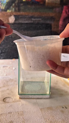 Proper unpacking at slow acclimation muna para less stress at mas smooth ang transition ✨🐠 | Aqua Spark