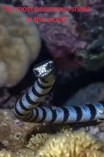 The Most Poisonous Snake in the World: The Seakrait