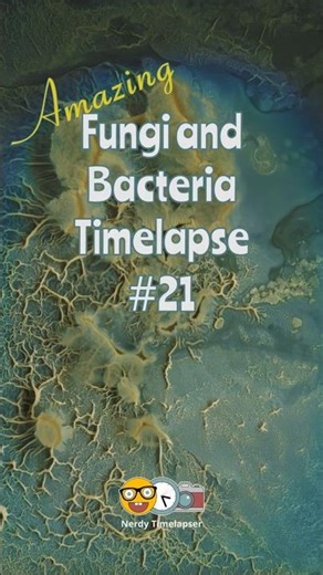 4K Fungi and Bacteria Time-Lapse 21