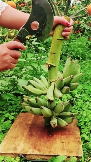 Amazing Banana Harvesting & Cutting Skills | Satisfying Farming Video 🍌