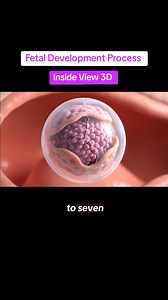 70K views · 486 reactions | Fetal development process #humanfetaldevelopment #babydevelopment #biology #anatomy #creatorsearchinsights | Copaamericaeng | Facebook