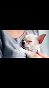 10 reasons why Chihuahuas are the SMARTEST dog breed!🤔 Understand the true genius that lies within the extraordinary Chihuahua dog breed.🐶👍 #chihuahua #chihuahuapuppy #chihuahuadog #chihuahuafacts #chihuahuabreed #ChihuahuaIntelligence #SmartestDogBreed #ChihuahuaFacts #DogTrainingTips #CanineCognition #ChihuahuaLove #PetIntelligence #DogLoversCommunity #BrainyDogs #famouschihuahua #ShareLikeFollowComment #ShareThisPost Credit: @amazingdogs 🐶 | Famous Chihuahua