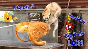3.9M views · 64K reactions | Big Fake Lion Dog Prank Must Watch Funny Video Just For Fun Try Not To Laugh Funny Dog Reaction 2021 | JingPrank | Facebook