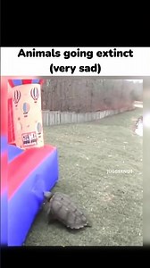 animals going extinct meme | WhatsApp horse, meowl #memes #funnymemes