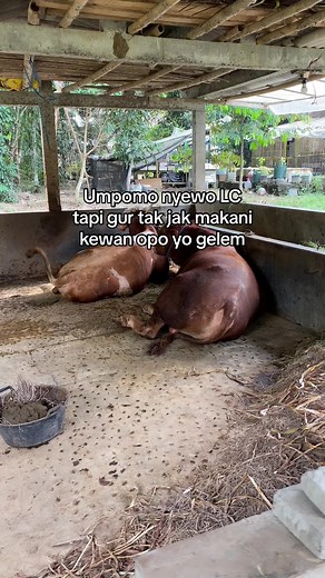 Life on the Farm: A Serene Rural Scene