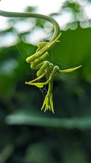 Phone Se DSLR-Like Macro Photography 😱 | Mobile Camera Tutorial #shorts