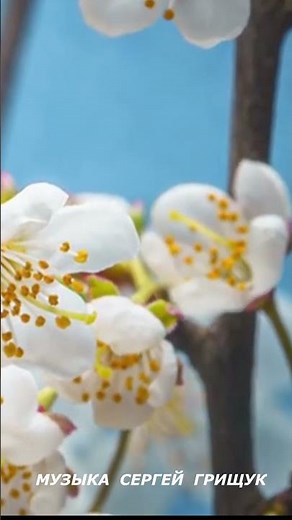 КРАСИВАЯ МУЗЫКА ДЛЯ ДУШИ ,,К СЛОВУ ЖИЗНЬ ,,Музыка Сергей Грищук #красиваямузыка #музыка #природа