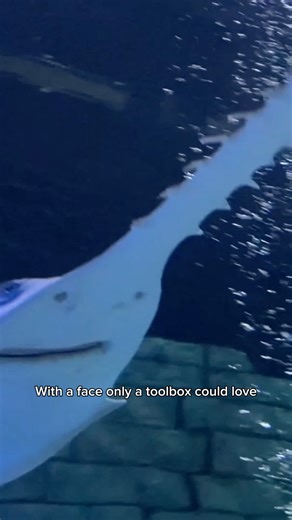 4.8K views · 67 reactions | A face only a toolbox could love — and a...