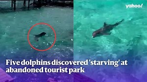 'Underweight’ dolphins found in ‘horrific situation’ at abandoned tourist park