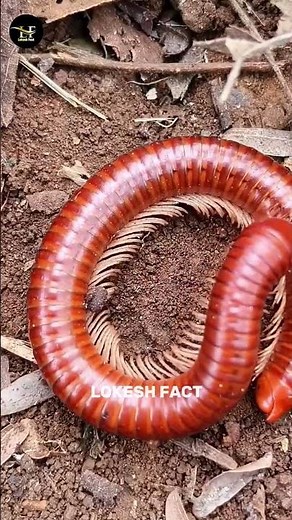Lemur vs millipede vs caterpillar #shorts