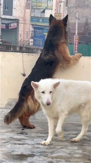 Dog love. German shepherd dog. #blackgermanshepherd #germanshepheard #whitegermanshepherds