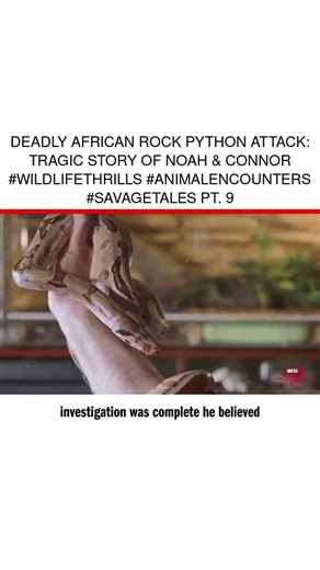 Welcome to Savage Tales: Animal Encounters. In this harrowing episode, we recount the tragic story of Noah and Connor Barthe, two young brothers whose lives were tragically cut short by a deadly encounter with an African rock python. On August 5, 2013, in Campbellton, New Brunswick, Canada, the Barthe brothers, aged 4 and 6, were visiting a friend's apartment situated above a pet store. Little did they know, a horrific danger was lurking nearby. Join us as we delve into the details of that fatef
