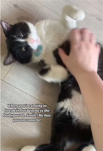 Can you imagine someone tries to break in to the store and realize we have like 30 cat bodyguards 😹 #housetour #fyp #catsoftiktok #catcafe #tuxedocatsoftiktok