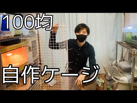 【自作ケージ/Part1】カメレオン用の自作ケージを100均グッズで作成する動画Part１