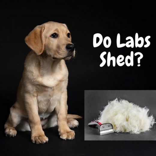 "Labrador Shedding: How Much, When & Tips to Manage the Fur "