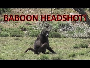 Baboon Headshot - Primate Headshot