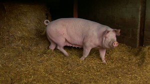 European pig farms affected by new rules
