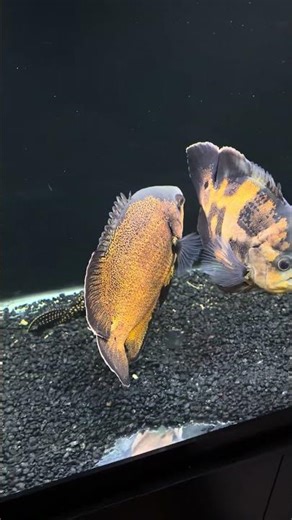 Crystal clear, fish tank water! Check out them, Oscars!