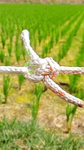 Zeppelin Bend .. great knot