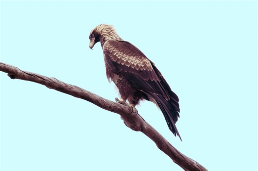 Saving Tasmanian Wedge-tailed Eagle