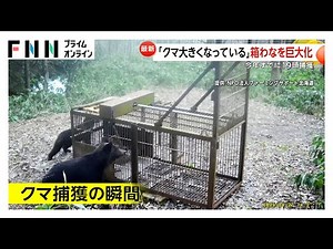 「クマ大きくなっている」巨大箱わなで捕獲の瞬間…25年前襲われ左目の視力失った狩猟歴55年のハンター 最終手段はハチミツ「知恵比べ」