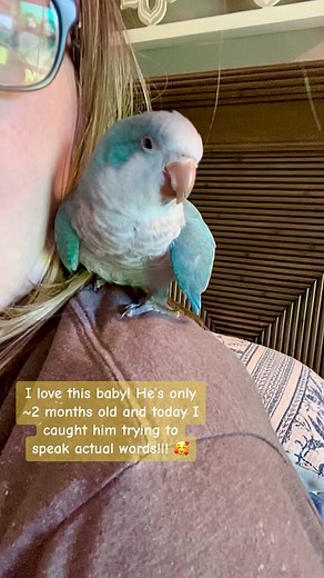 Blue Quaker Parrot Speaks! 🐦