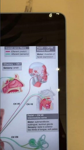 Cranial Nerves Song #nursing #nursingstudent