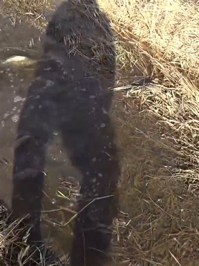 I caught two direction finders and was shocked by what I saw #fishing ##net #bite #direction #fish #spinning