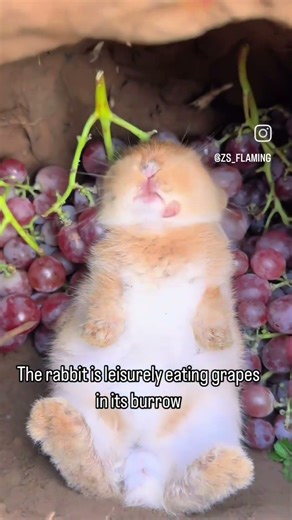 This bunny is living the dream.