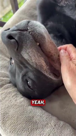 @thorlab #dog #doglover 😲