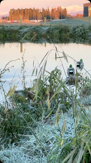 The real decoy flutter butt adding ripples to a calm situation. #thefinisherofficial #duckhunting #fabrand #cuppedwingcalls #duckcall #hardyfacepaint #mallards #decoy #therealdecoy | Wild Habit
