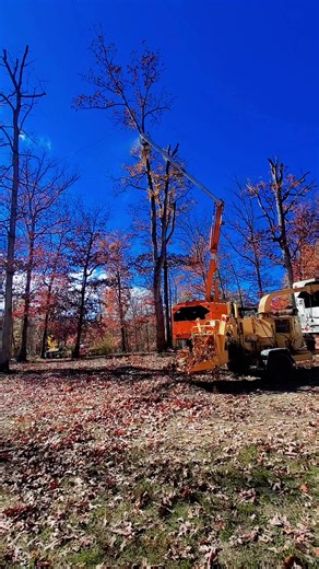 Mark's Tree Service was out off Cherry Run Tuesday making some noise, topping out six oak trees, taking two oaks down, and side-trimming two oaks off a customer's house. Protect your investments and give us a holler at 304-579-7144. Licensed and insured, Hedgesville, WV. Support local, please share. Free estimates, free tree assessments. No tree too tall - we cut them all. | Mark's Tree Service