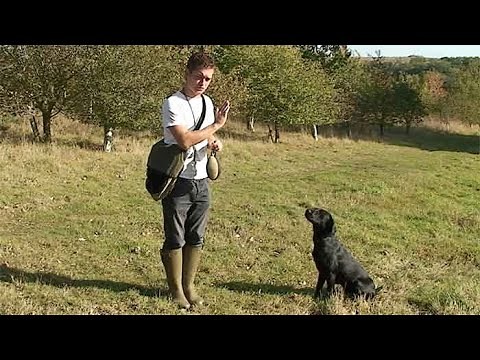 Gundog training: Stay