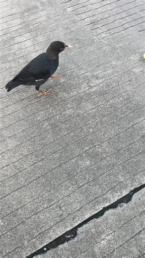 6.5K views · 141 reactions | Mantis attack mode on | Beautiful World | Facebook