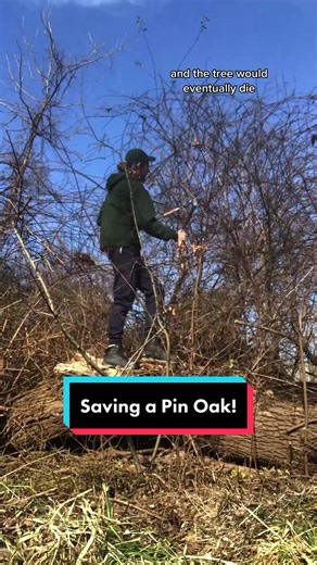 Conserving Native Pin Oak Tree from Invasive Species in a Local Park
