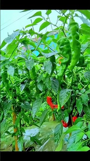This Amazing Fruit Garden Will Blow Your Mind 🌳🍊