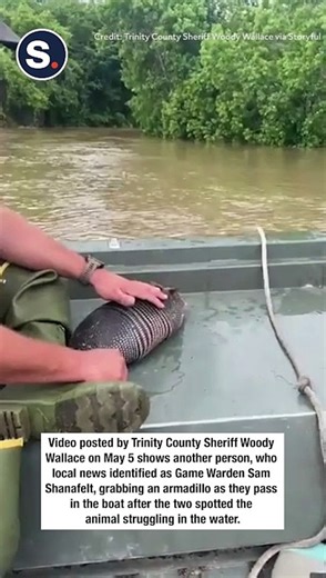 Officials Rescue Armadillo From Floodwaters in Southeast Texas