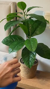 6.2K views · 59 reactions | I used the lid of a PAN to clean my Mattress! | Top Recipes and Tips | Facebook