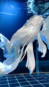 14K views · 204 reactions | platinum butterfly koi fish.. #aquarium #koi #fish | Hendrix backyard TV | Facebook