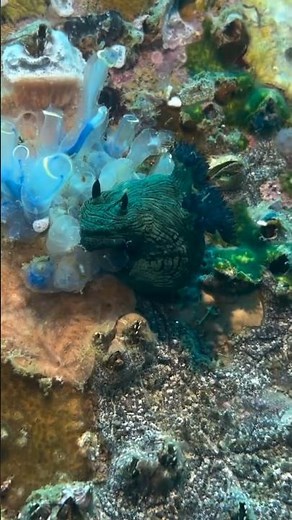Scuba Diving Hidden Gems in the Philippines 🇵🇭