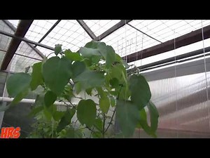 Dwarf tamarillo | Solanum abutiloides | flowering in the greenhouse, part 1