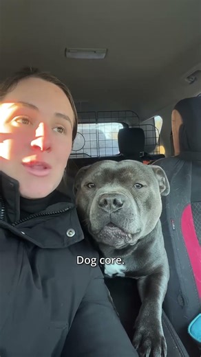 Dog core. 🐶😂 #doggo #cute #funny