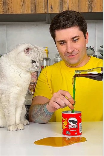 Adorable Cat Compilation: Fun Moments with Kittens