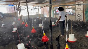 2.1K reactions · 85 shares | Millionaires in the making through roadrunner contract farming | Nhemachickens & Hatcheries | Facebook