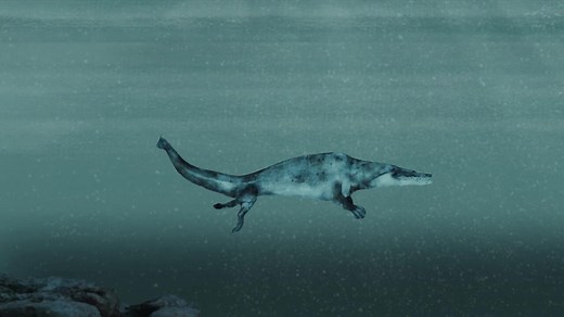 As whales evolved to live in water, their bodies underwent dramatic change | The Mystery of the Walking Whale