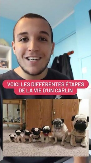 5 Animaux Pas Forts À Cache-Cache #Shorts