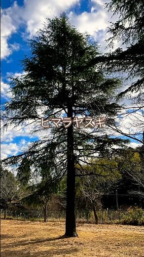 ＃日本の樹木＃樹木＃ヒマラヤスギ＃ムクロジ＃羽子板＃松ぼっくり＃大木#木＃落葉樹＃針葉樹#実#木の実 ＃冬＃自然の不思議＃自然＃発見#おもしろい＃散歩