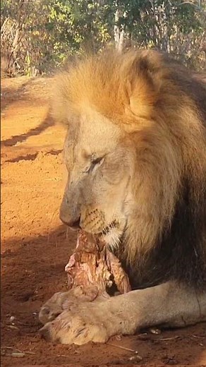 7 Things To Do In Victoria Falls