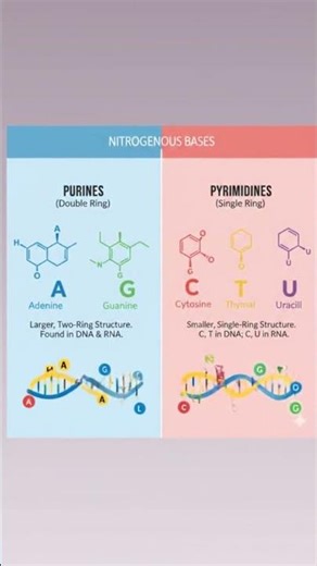 Types of nitrogenous bases #biology #trending #shorts #neetbiology #facts #science #cuteanimation